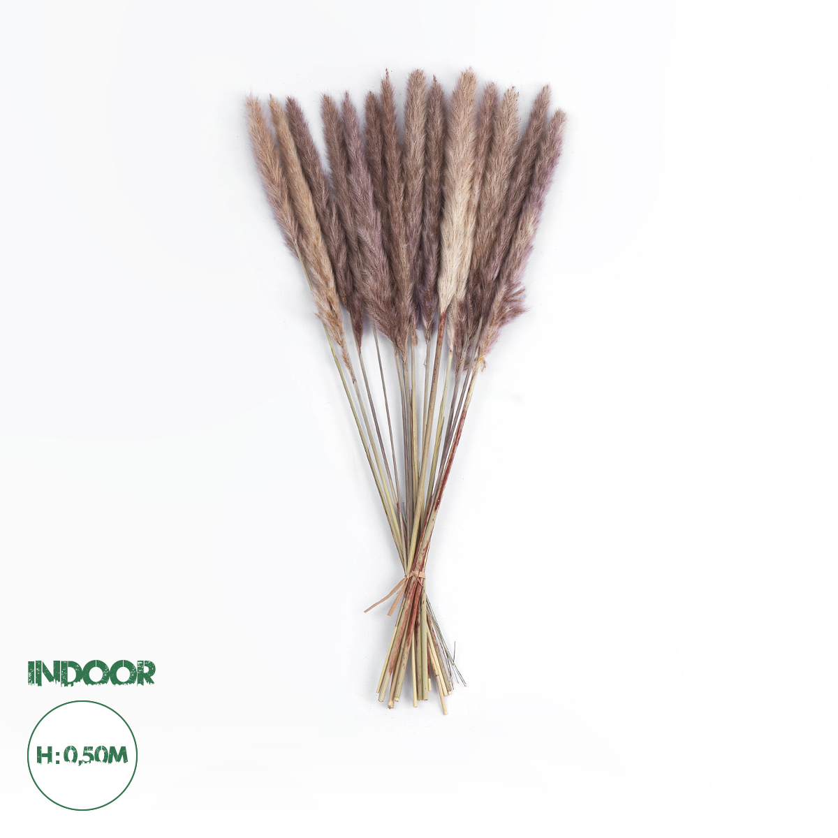 GloboStar® Artificial Garden REAL DRIED BROWN PAMPAS GRASS BUNCH 21215 Αποξηραμένο Διακοσμητικό Μπουκέτο Pampas Kάφε Y50cm