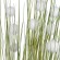 GloboStar® Artificial Garden ERIOPHORUM ANGUSTIFOLIUM COTTON GRASS 20074 Τεχνητό Διακοσμητικό Φυτό Γρασίδι του Βαμβακιού Υ170cm