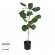 GloboStar® Artificial Garden POLYSCIAS BALFOURIANA TREE 20373 Τεχνητό Διακοσμητικό Φυτό Πολυσκιά Υ70cm