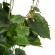 GloboStar® Artificial Garden VITIS GRAPE TREE 20379 Τεχνητό Διακοσμητικό Φυτό Άμπελος Υ90cm