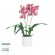 GloboStar® Artificial Garden PINK CHERRY CYMBIDIUM 21402 Διακοσμητικό Φυτό Φούξια Κυμβίδιο Υ60cm