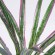 GloboStar® DRACAENA PURPLE 78294 Τεχνητό Φυτό Δράκαινα Μωβ - Μπουκέτο Διακοσμητικών Φυτών - Κλαδιών με Φύλλωμα Πράσινο - Μωβ Υ45cm